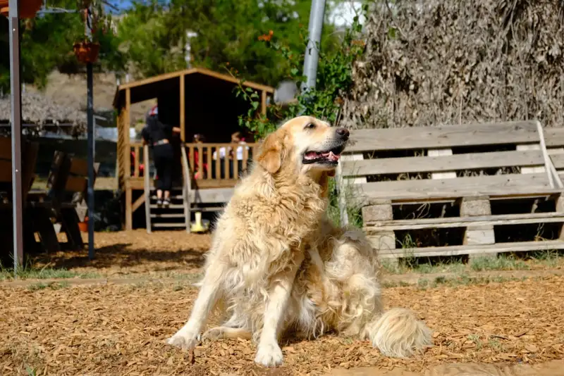 Chien portant un traceur GPS sur son collier dans un parc
